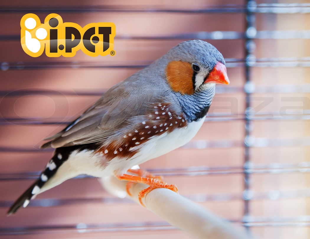 PET-BIRDCAGE-H173-WP16.jpg