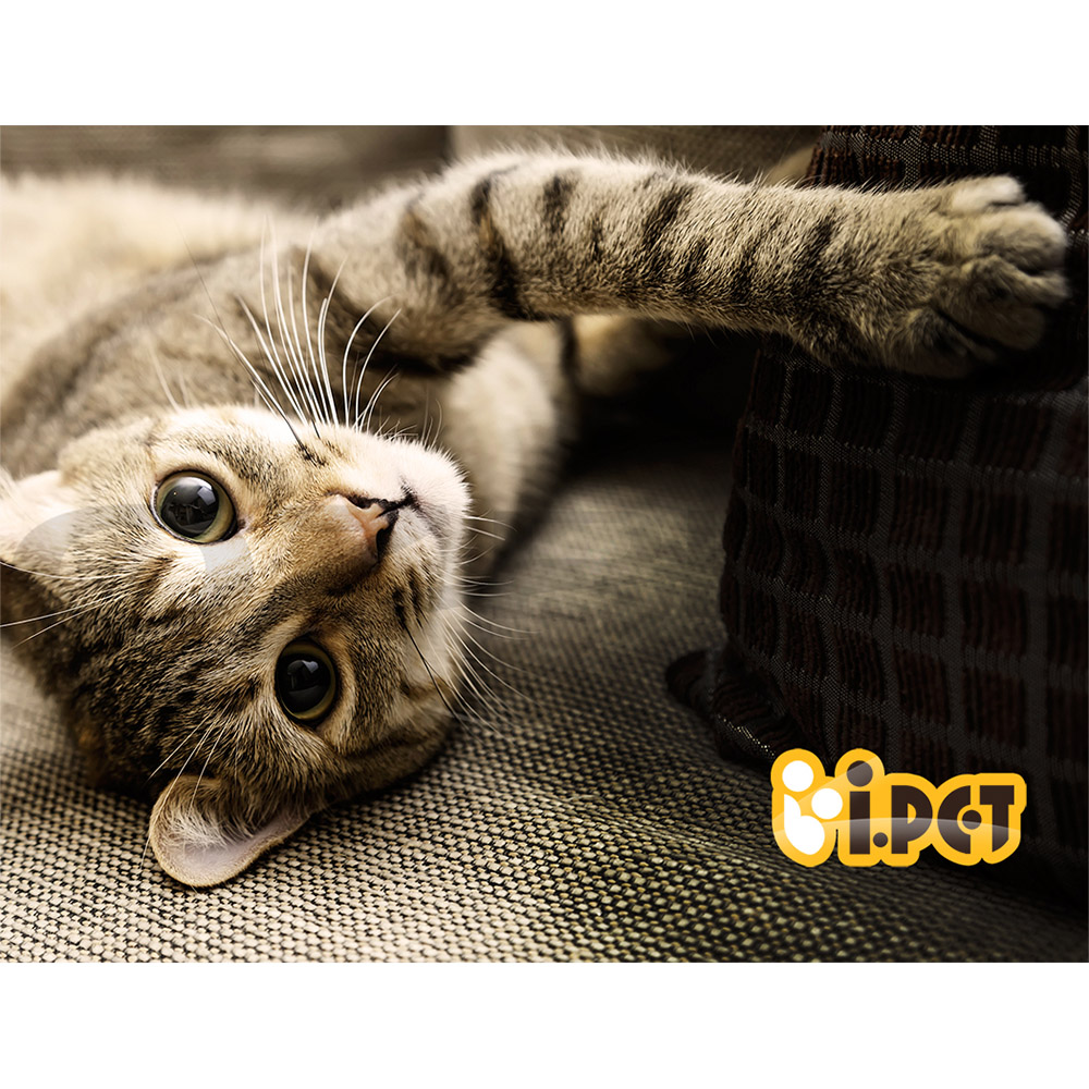 i.Pet Cat Tree Tower Scratching Post Scratcher Wood Condo Bed Toys Play Ladder - Picture 127 of 139