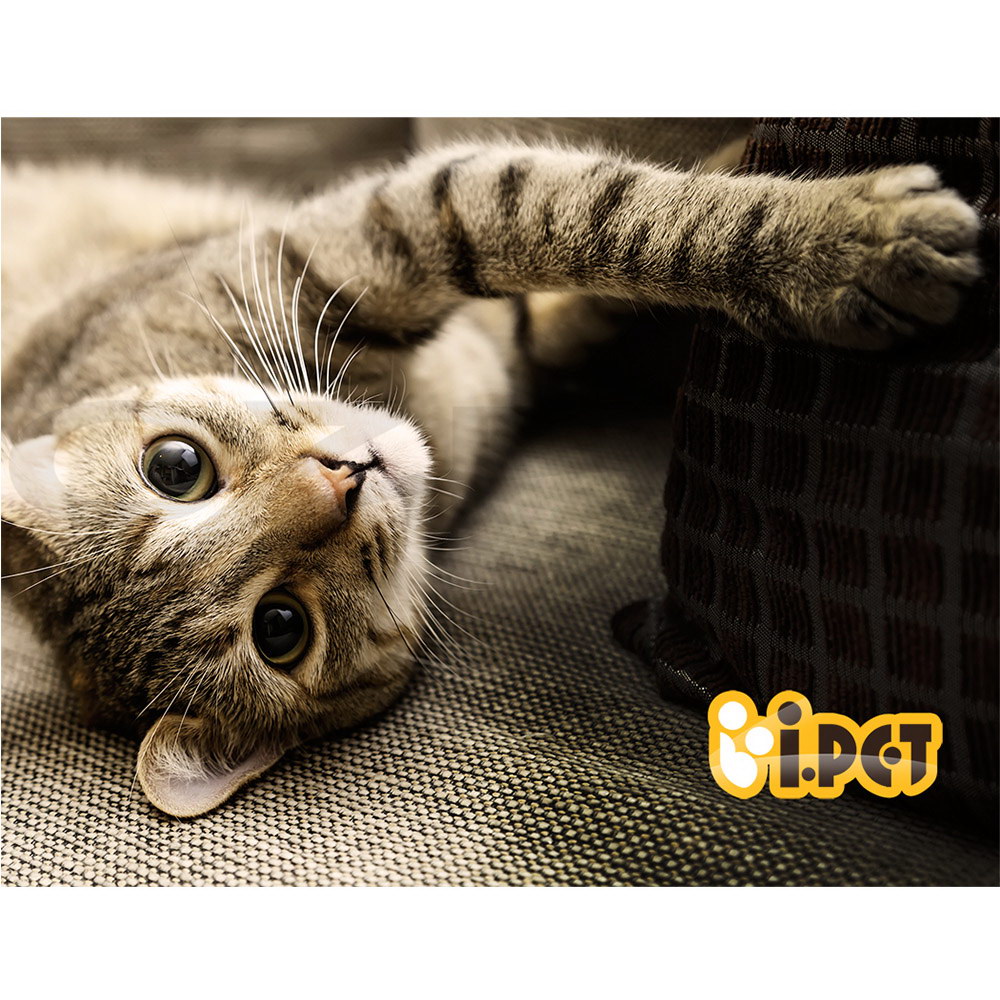 i.Pet Cat Tree Tower Scratching Post Scratcher Trees Wood Condo House 69-92cm - Picture 29 of 75