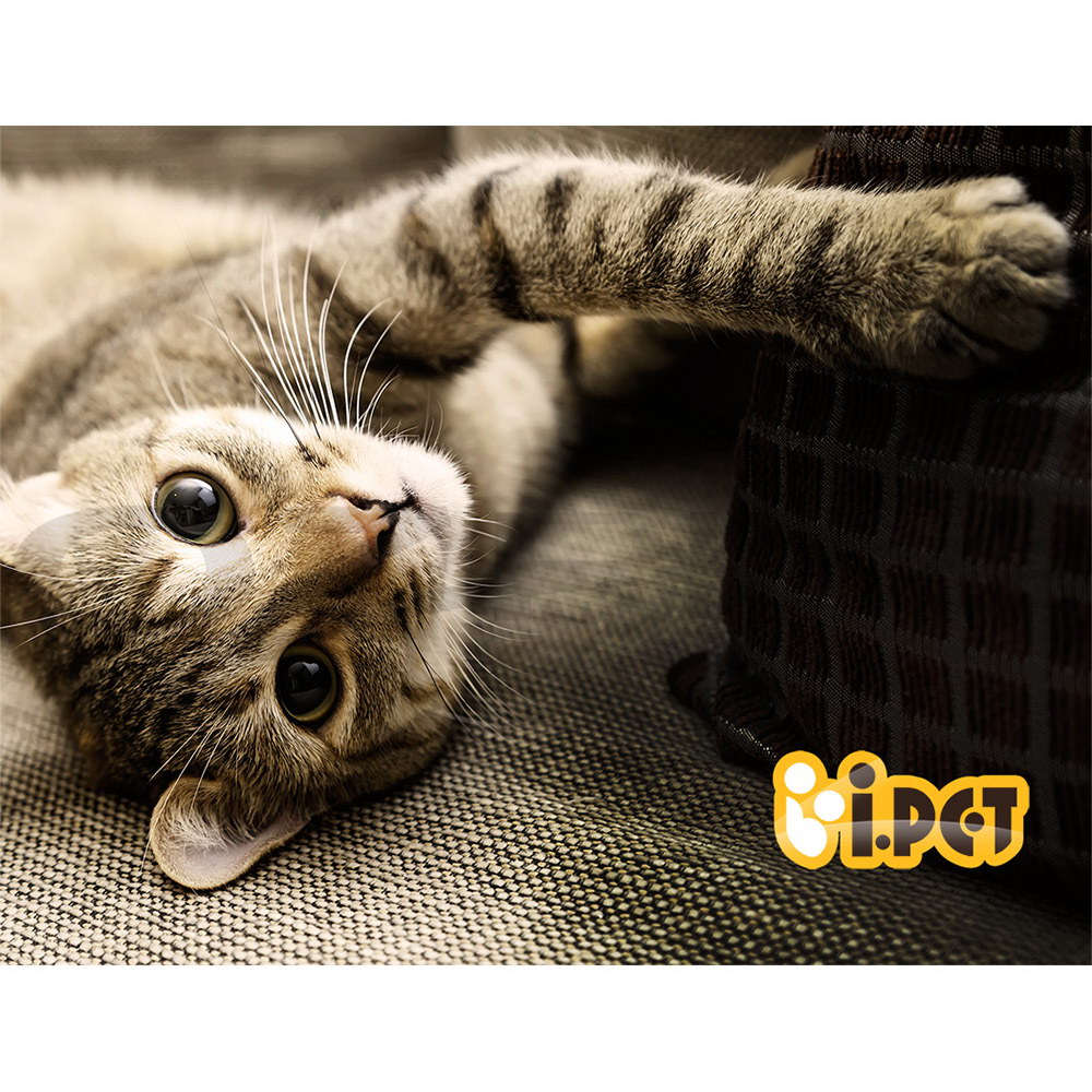 i.Pet Cat Tree Tower Scratching Post Scratcher Trees Wood Condo House 69-92cm - Picture 74 of 75