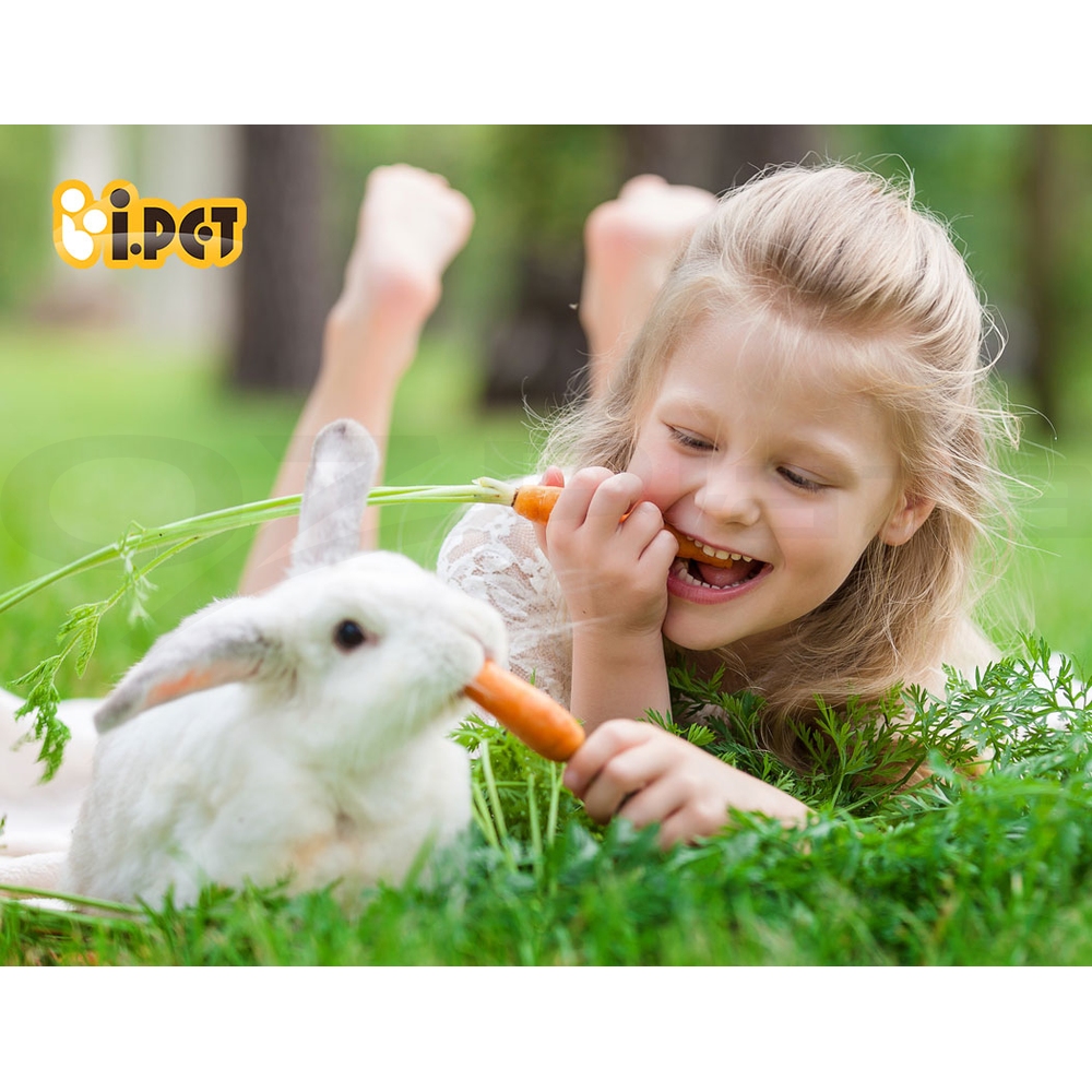 i.Pet Chicken Coop Rabbit Hutch Large Extra Large Hutches Wooden House Run Cage - Picture 30 of 190