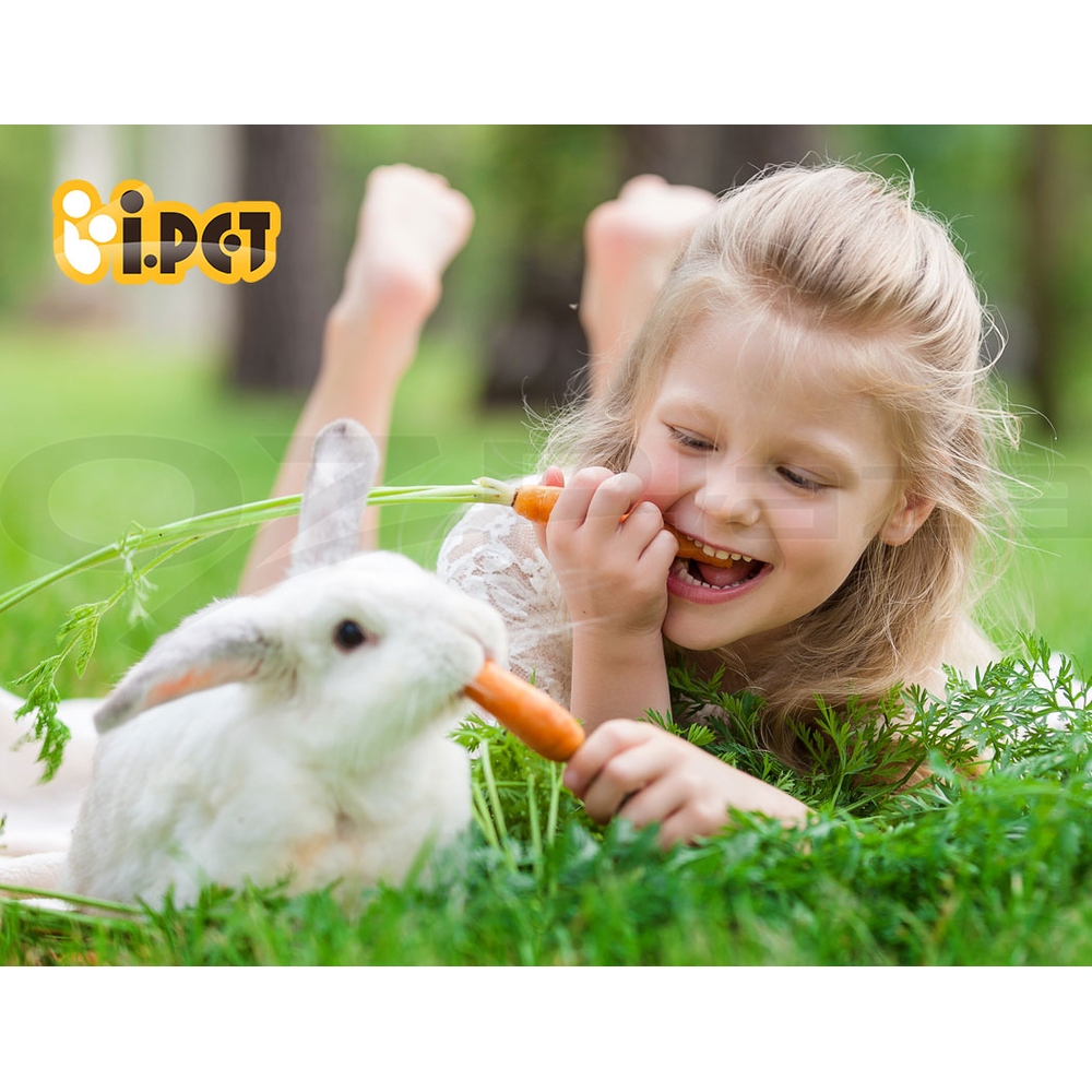 i.Pet Chicken Coop Rabbit Hutch Large Extra Large Hutches Wooden House Run Cage - Picture 126 of 190