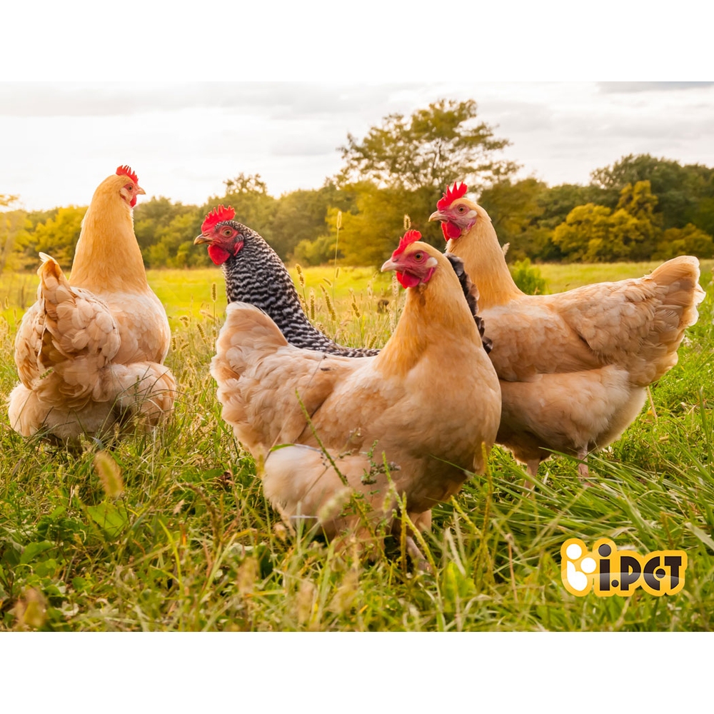 i.Pet Chicken Coop Rabbit Hutch Large Extra Large Hutches Wooden House Run Cage - Picture 48 of 190